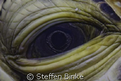 Turtle Eye by Steffen Binke 